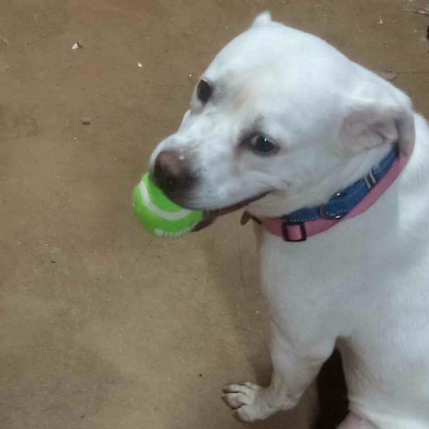 Enlarge Angel, a Adoptable Labrador Retriever in Springfield, MO image 4/6