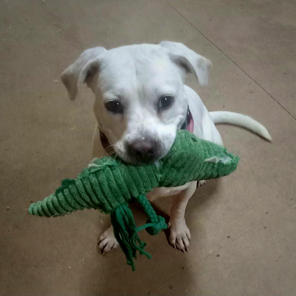 Enlarge Angel, a Adoptable Labrador Retriever in Springfield, MO image 5/6
