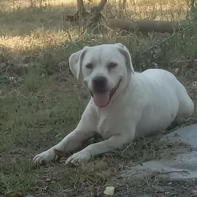 Enlarge Angel, a Adoptable Labrador Retriever in Springfield, MO image 6/6