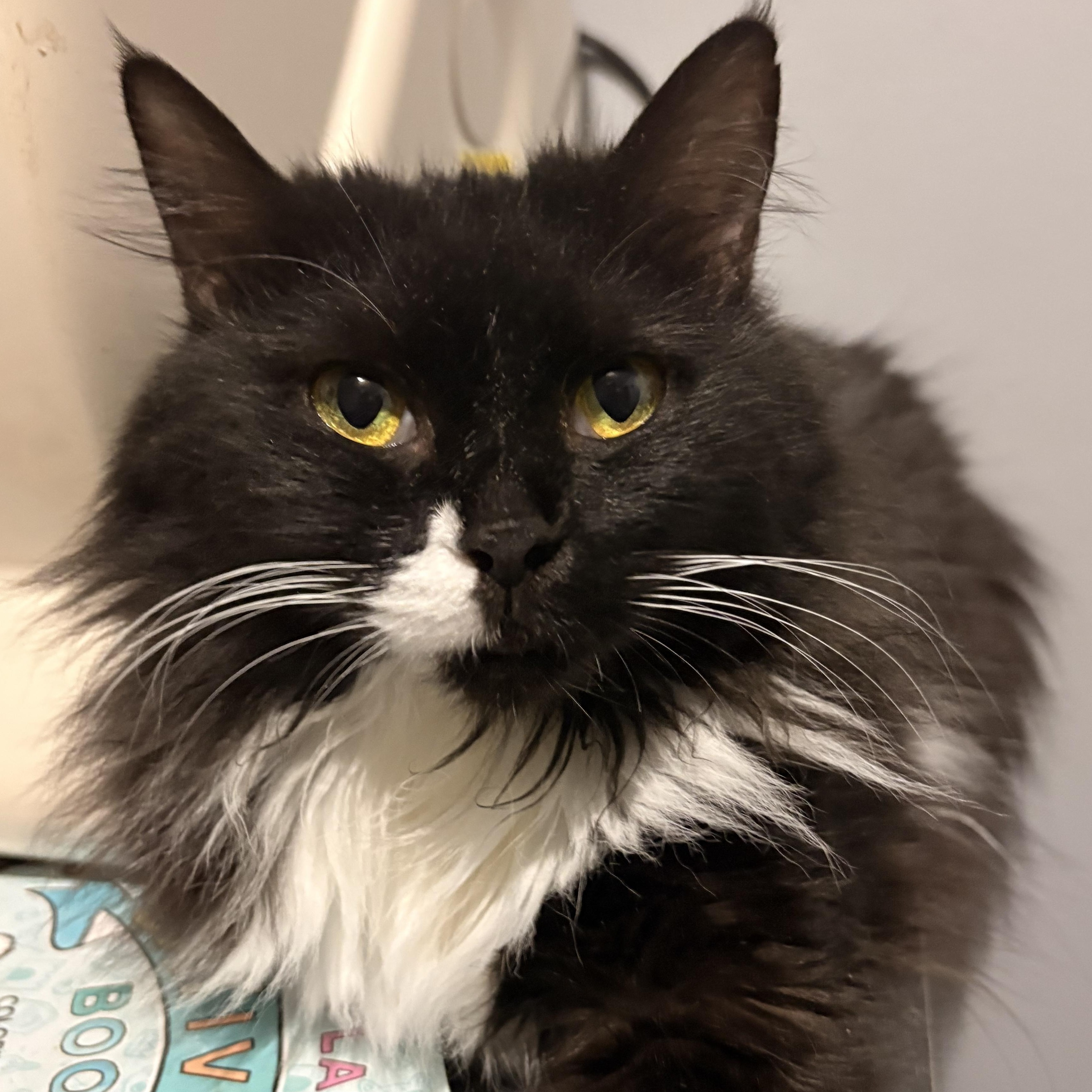 Enlarge Moustache  , an adopted mixed breed in Austintown, OH image 1/1
