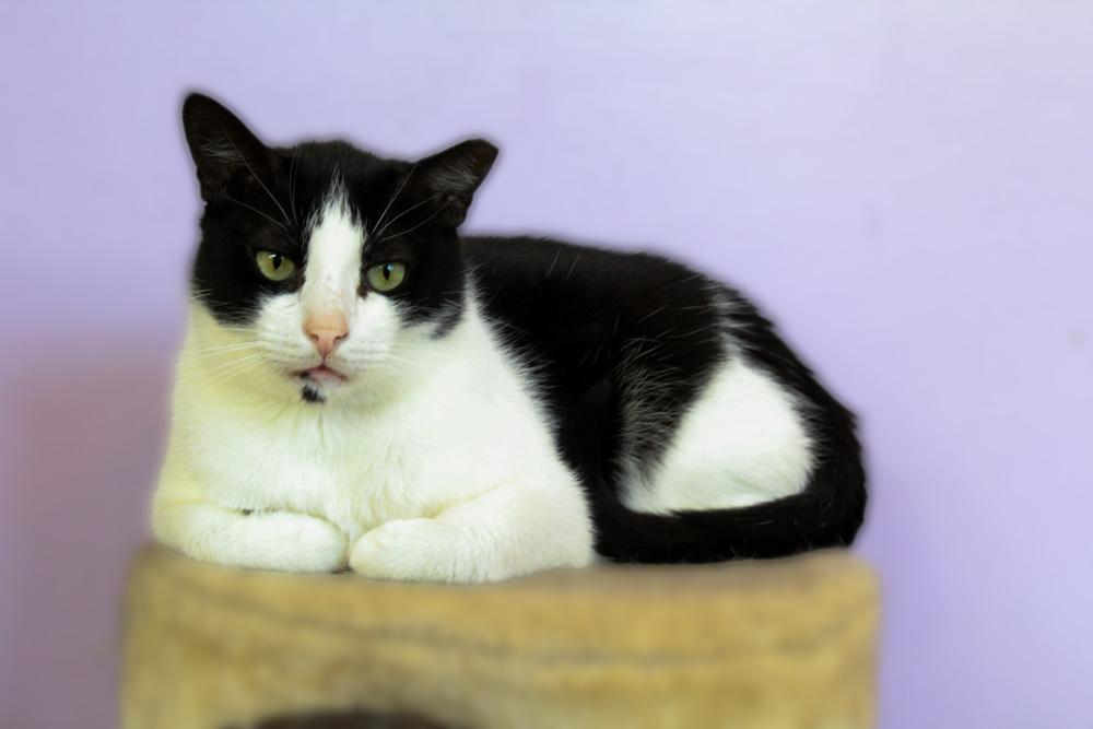 Miami, Adoptable, Adult Male Domestic Short Hair.