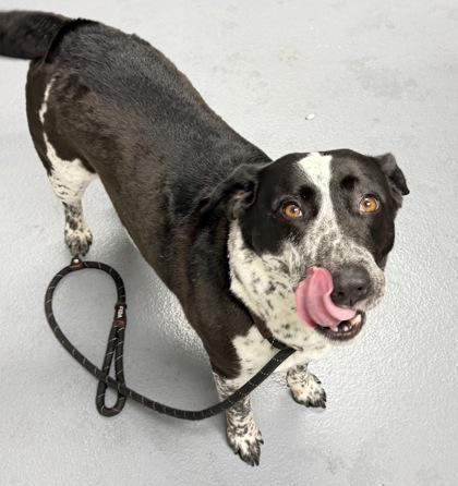 WiggleButt - 3, Adoptable, Adult Female Cattle Dog & Mixed Breed.