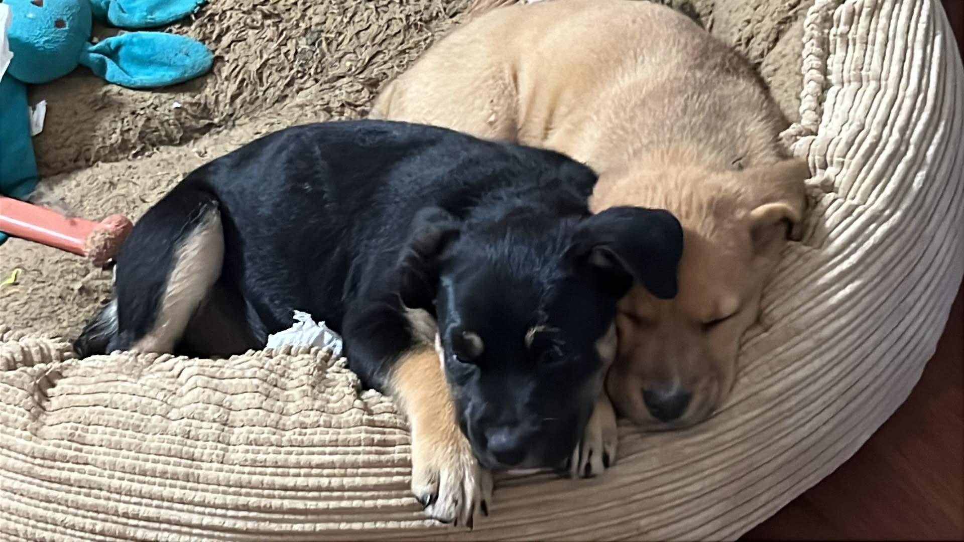 Enlarge Alli the Shepherd Puppy, a Adoptable mixed breed in Muskego, WI image 2/5