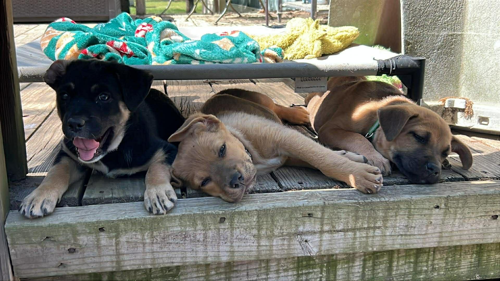 Enlarge Alli the Shepherd Puppy, a Adoptable mixed breed in Muskego, WI image 4/5