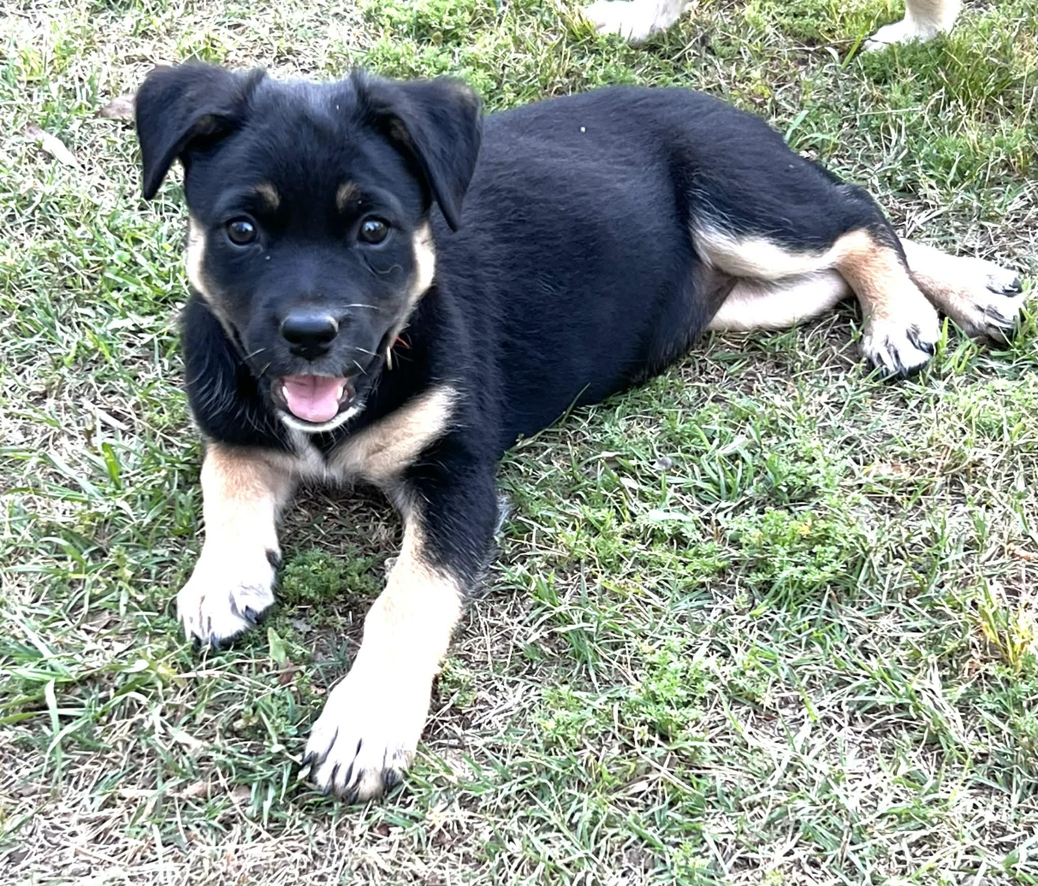 Alli the Shepherd Puppy, Adoptable, Puppy Female German Shepherd Dog & Black Mouth Cur.