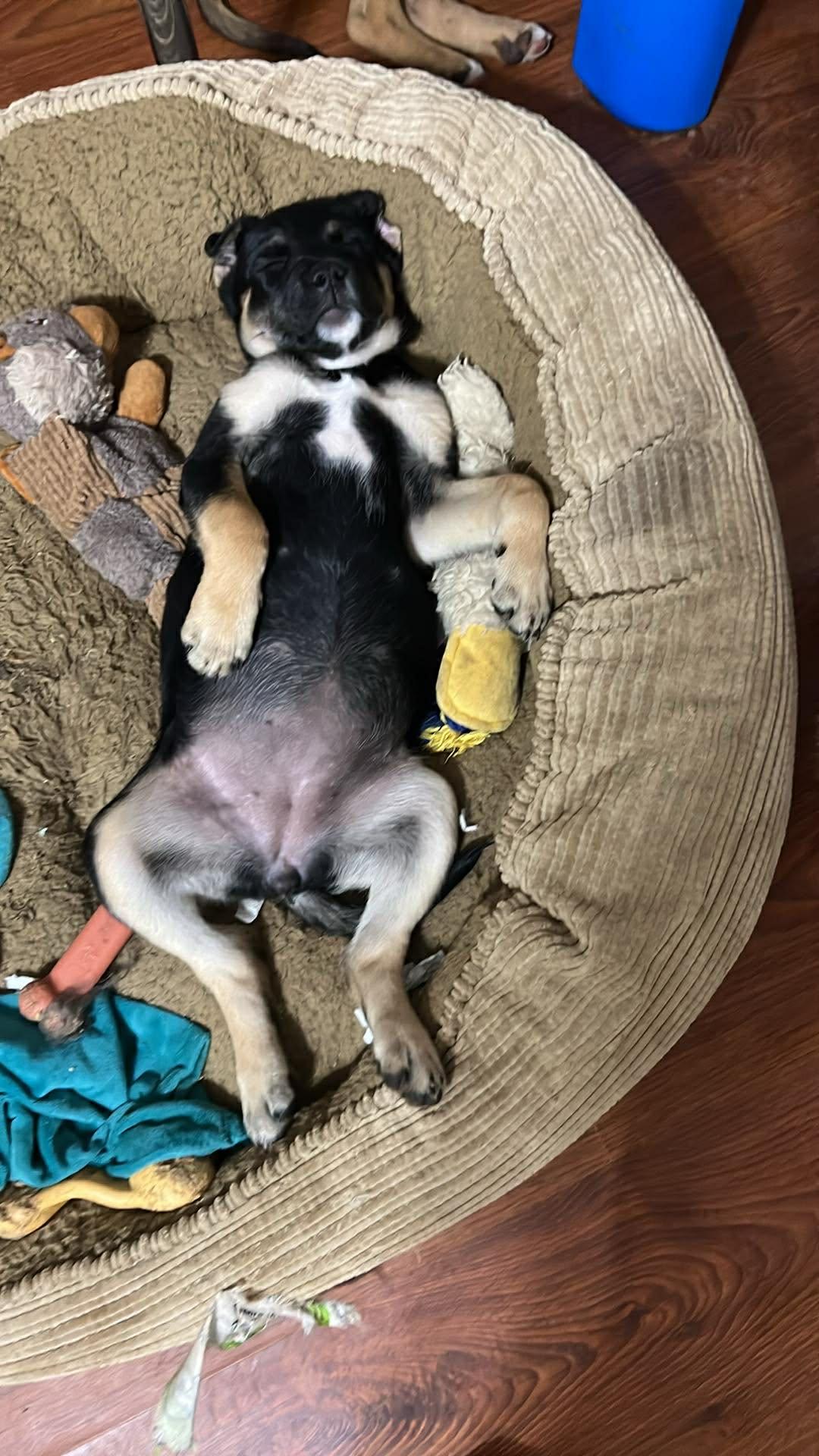 Enlarge Alli the Shepherd Puppy, a Adoptable mixed breed in Muskego, WI image 5/5