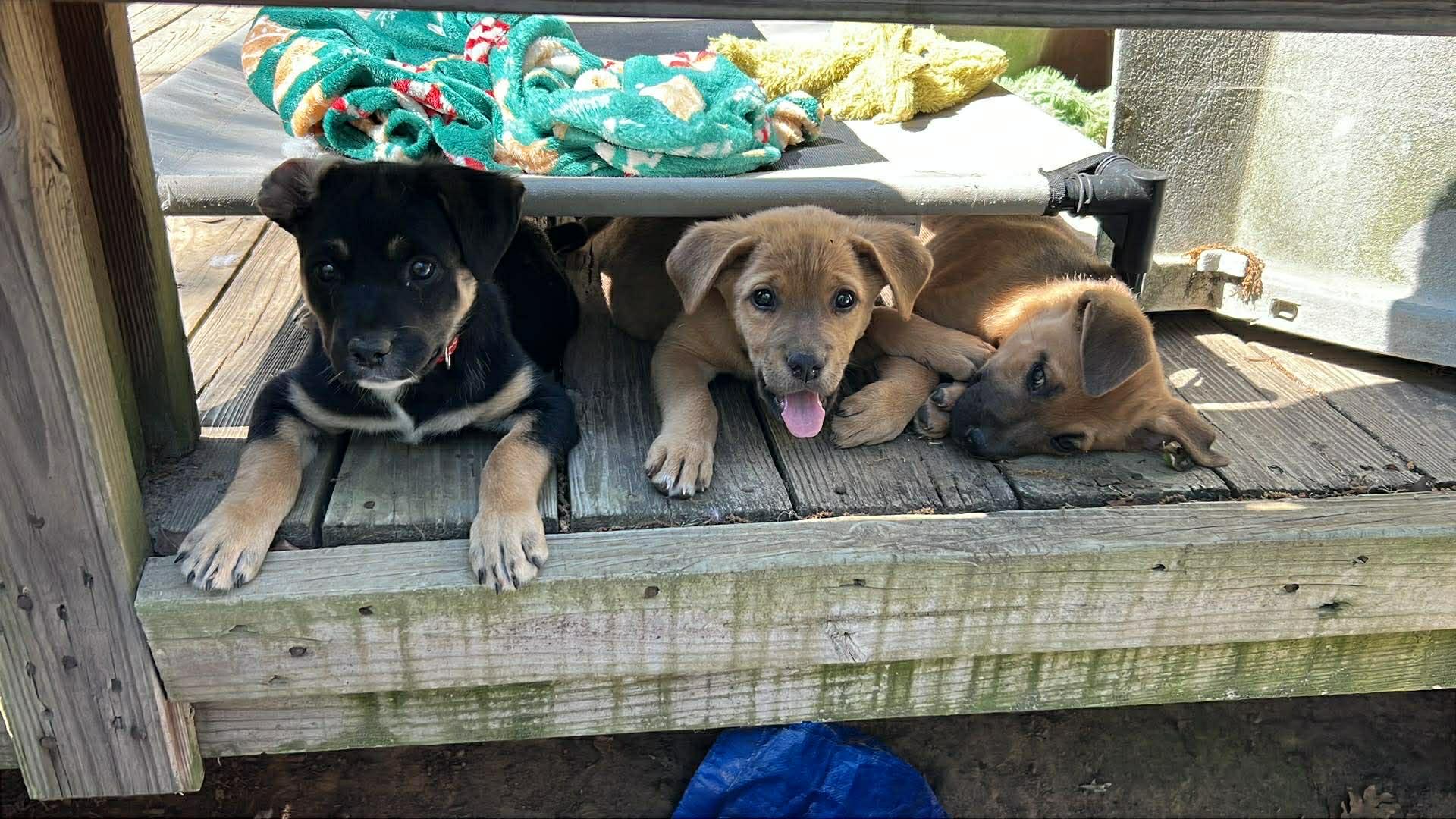 Enlarge Alli the Shepherd Puppy, a Adoptable mixed breed in Muskego, WI image 3/5