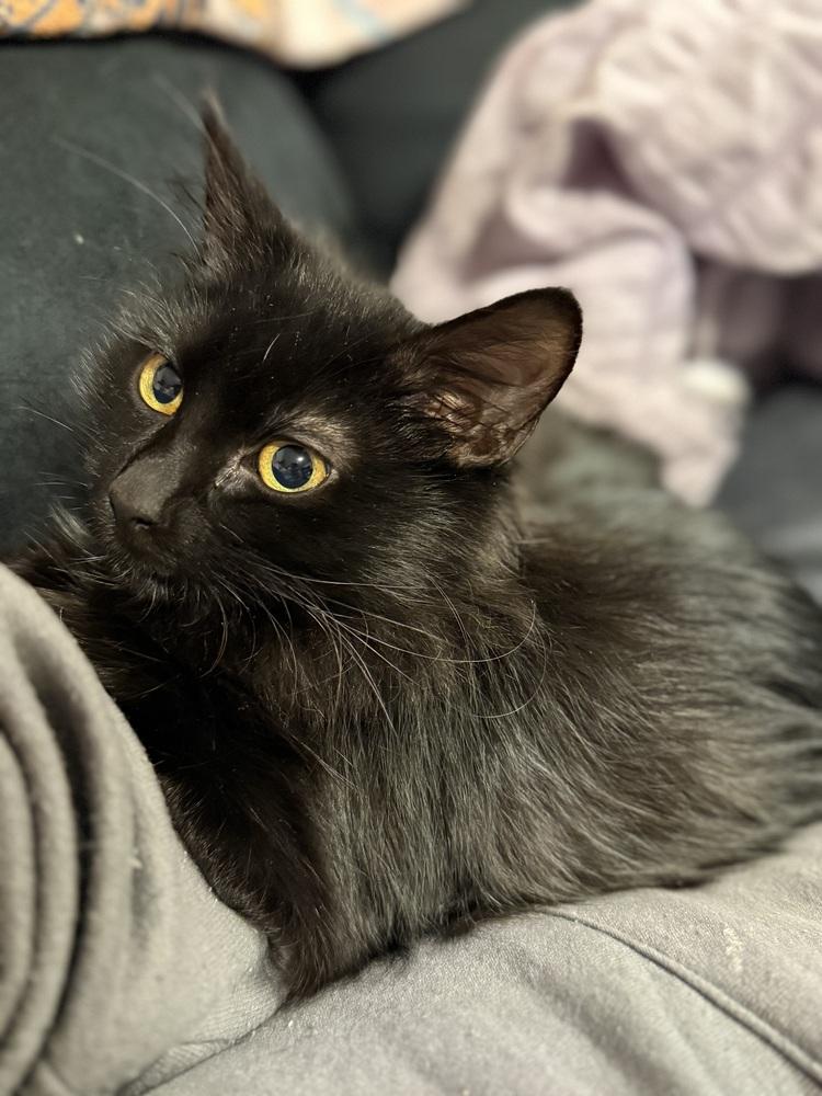 Enlarge Sid, a Adoptable mixed breed in Taylor, PA image 1/1