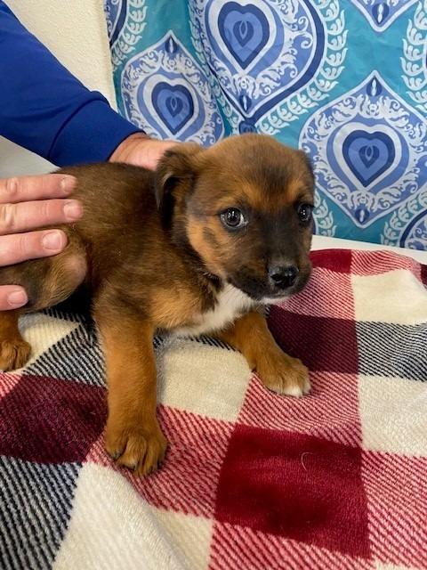 Tootsie Roll, Adoptable, Puppy Female Shepherd & Mixed Breed.