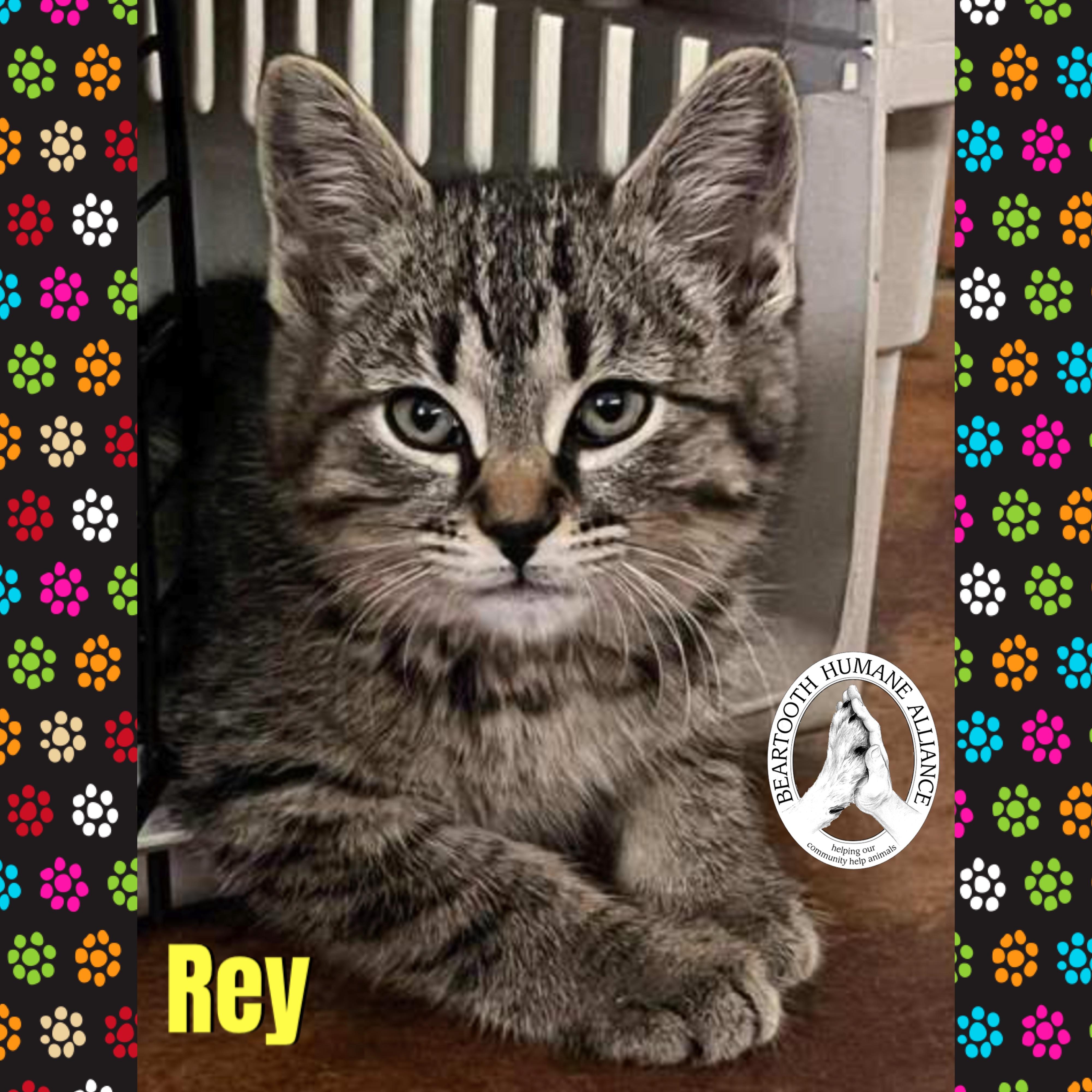 Enlarge Rey, a ADOPTABLE mixed breed in Red Lodge, MT image 1/2