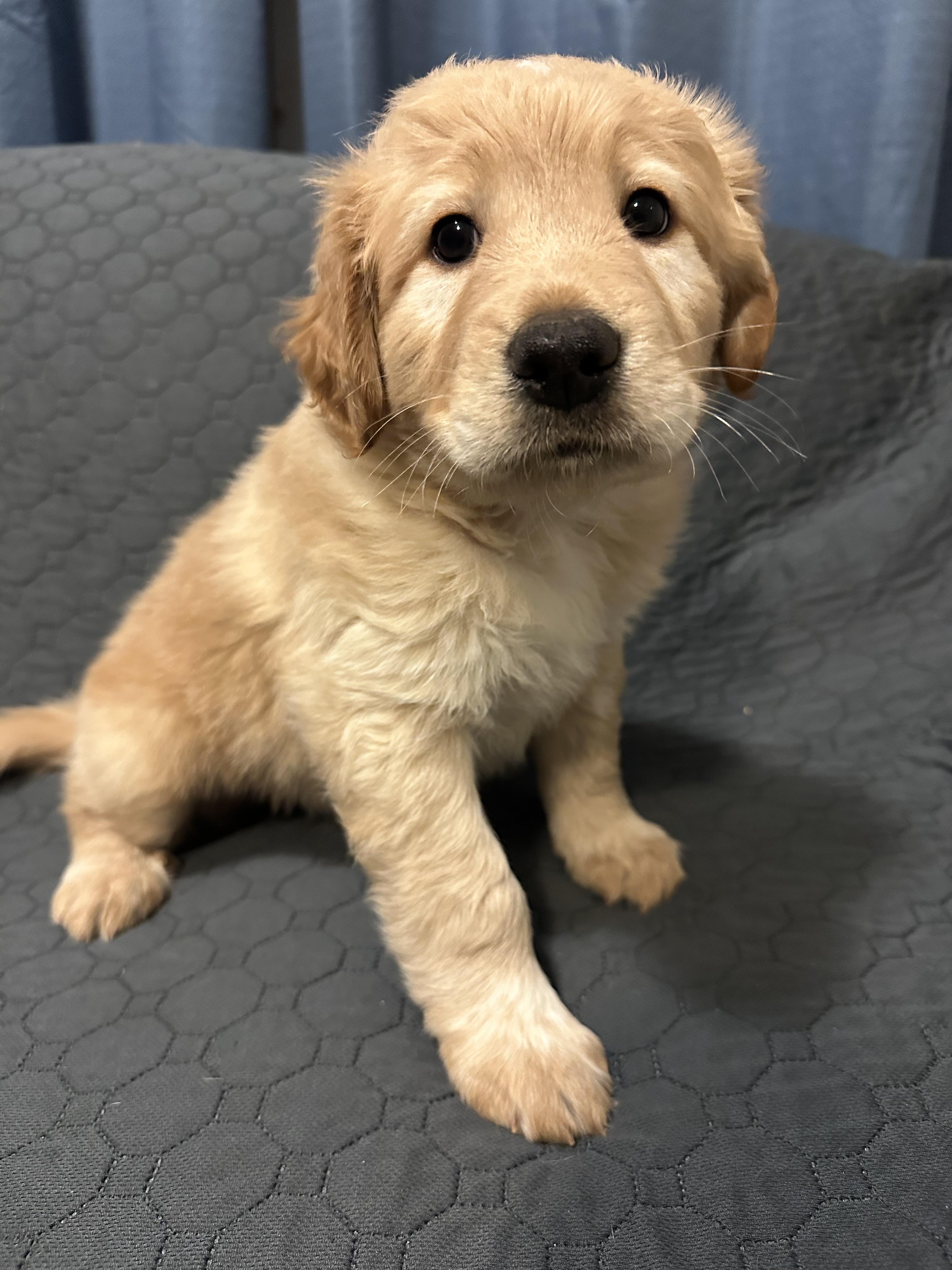 Everest, a ADOPTABLE Mixed Breed in Rochester , NY image 2/4