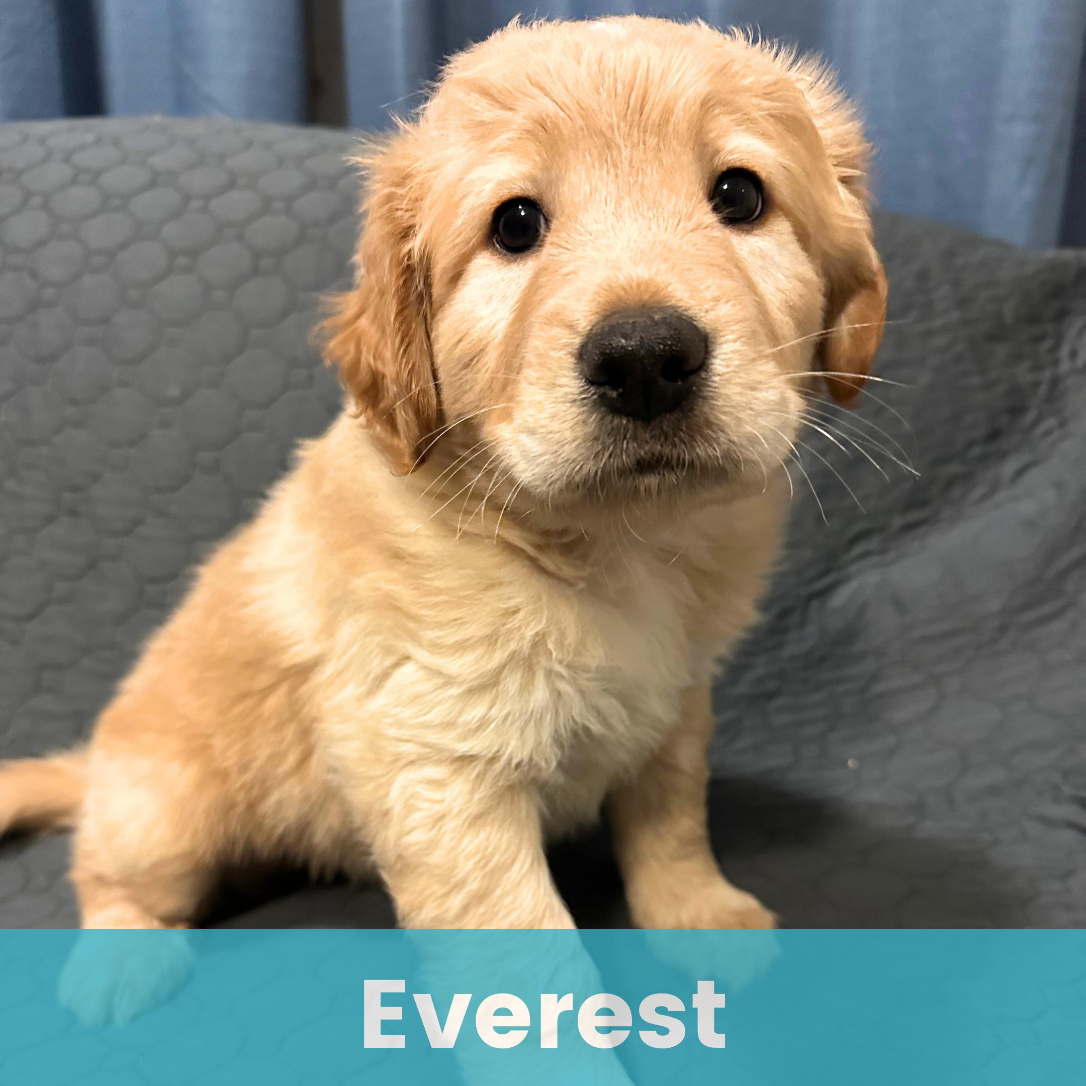 Everest, ADOPTABLE, Puppy Male Mixed Breed.