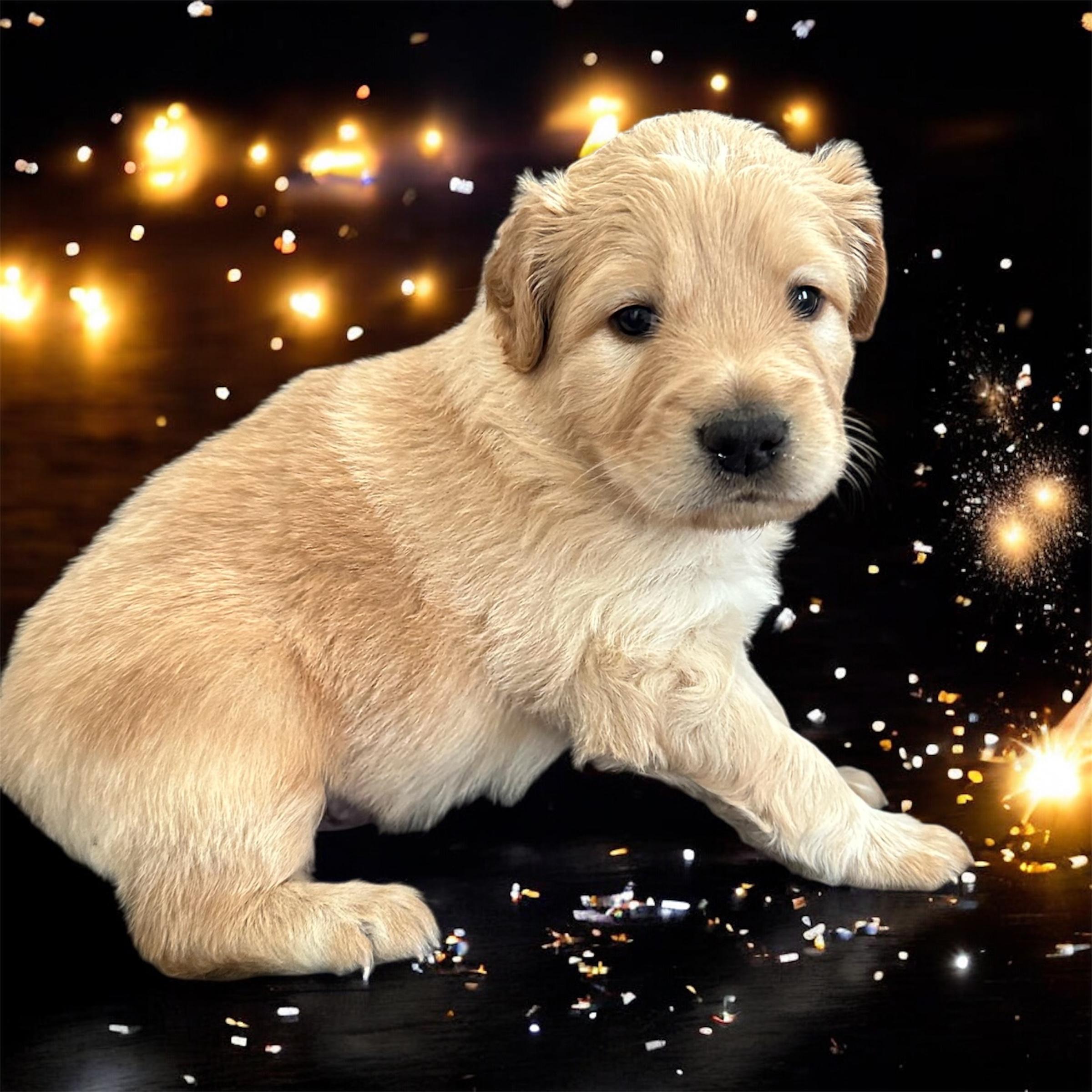 Everest, a ADOPTABLE Mixed Breed in Rochester , NY image 3/4