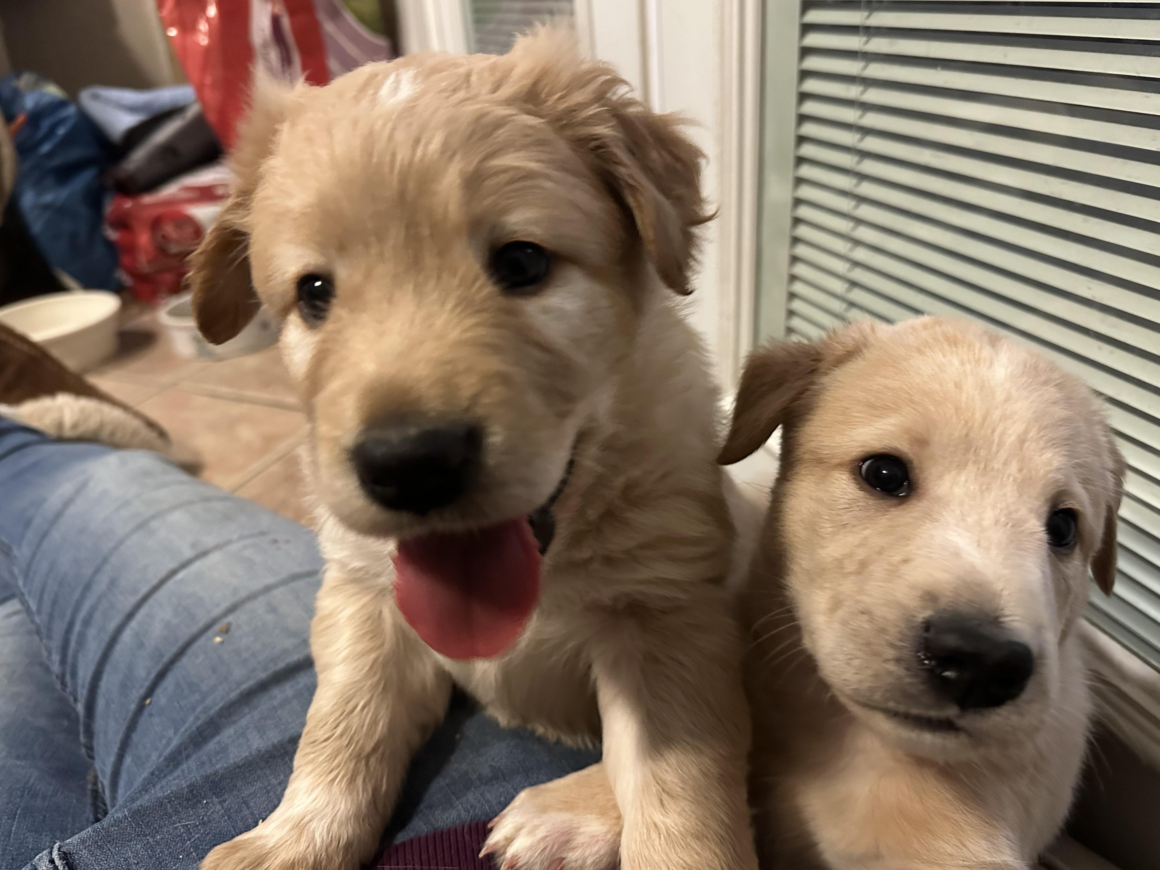 Everest, a ADOPTABLE Mixed Breed in Rochester , NY image 4/4