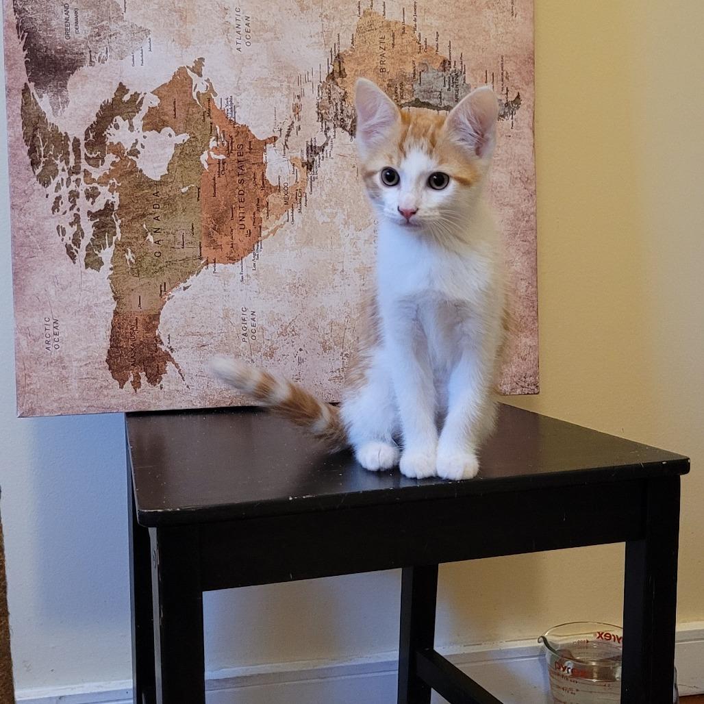 Lurvy, Adoptable, Young Male Domestic Short Hair.