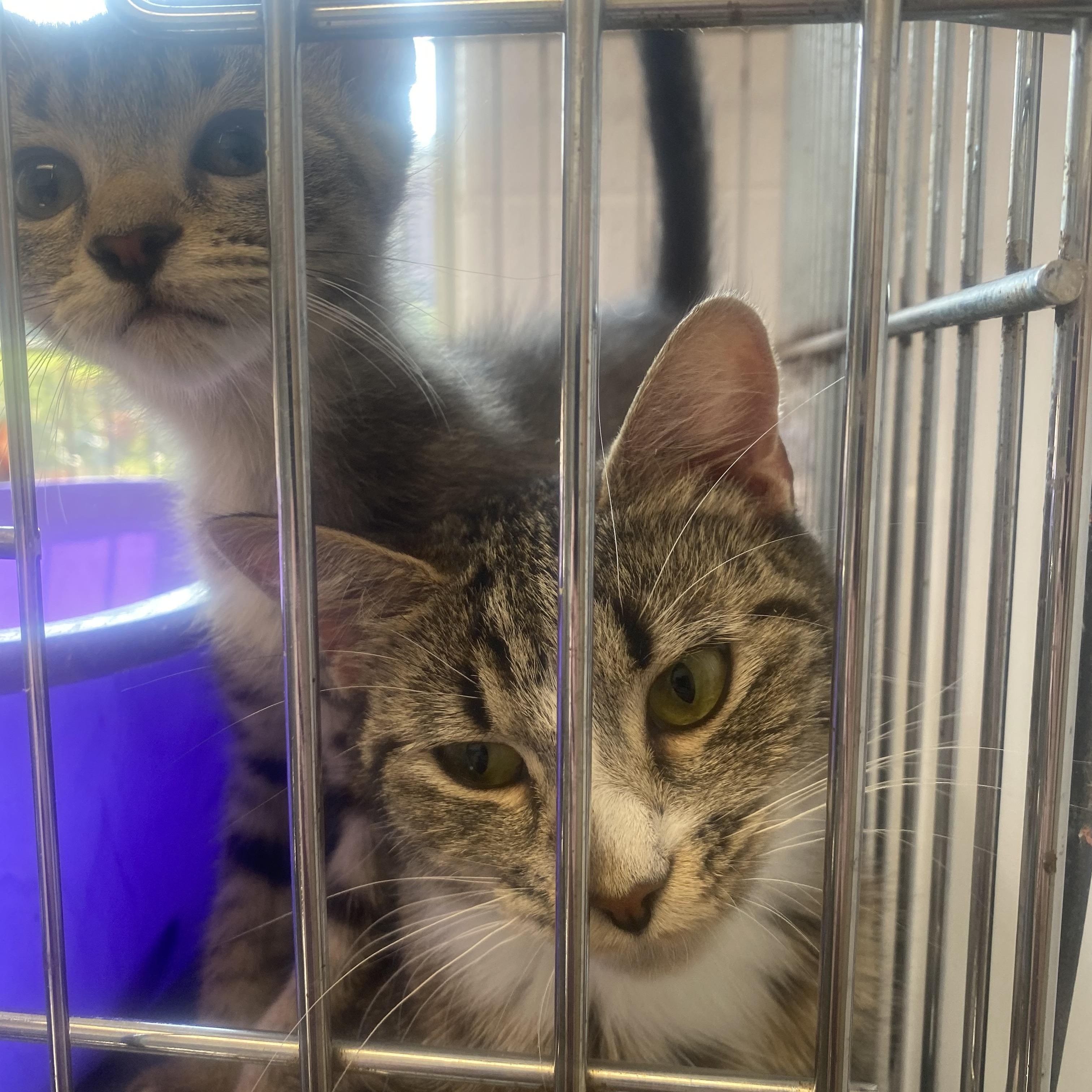 Enlarge Allen, an adopted Domestic Short Hair in King George, VA image 2/2