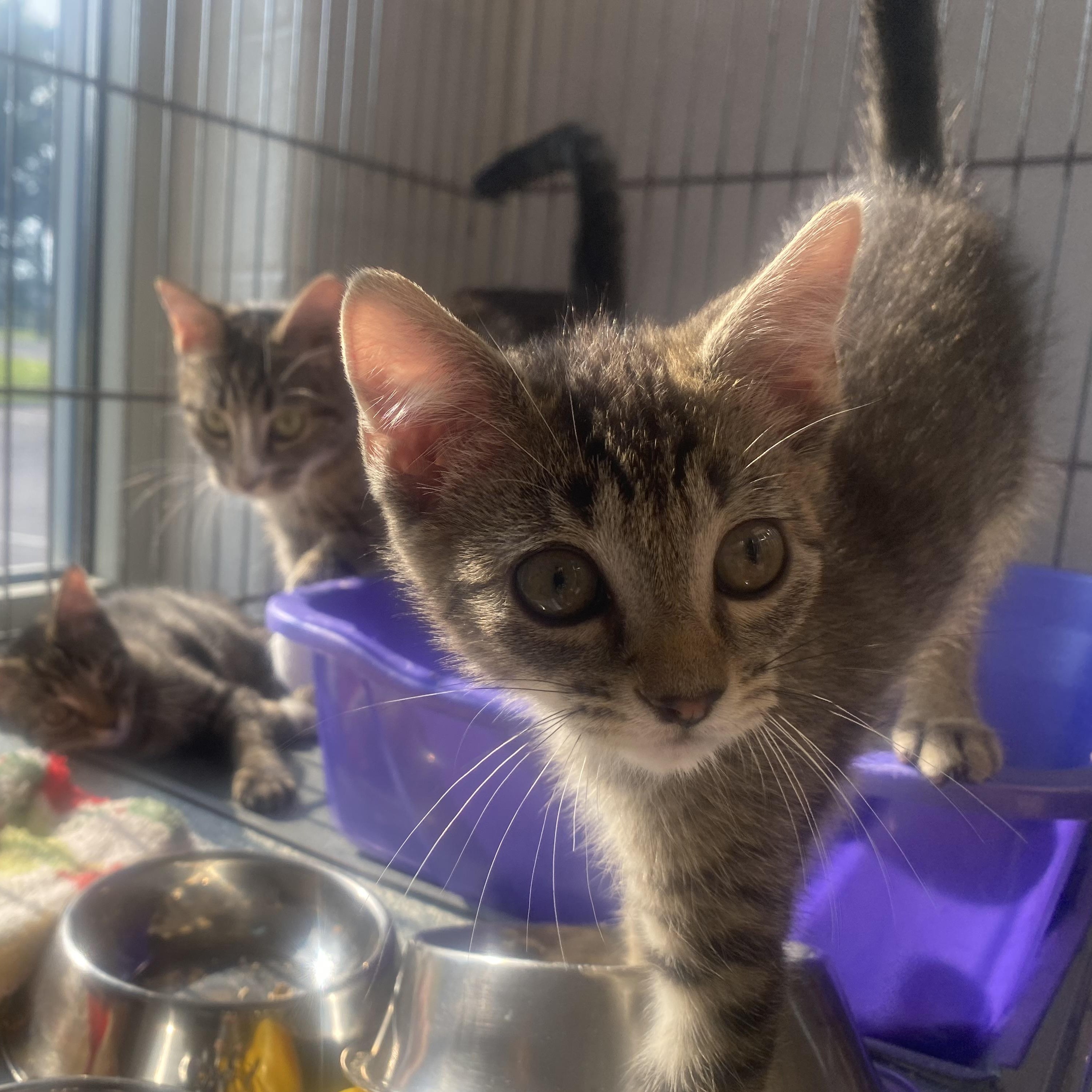Allen, adopted, Kitten Male Domestic Short Hair.