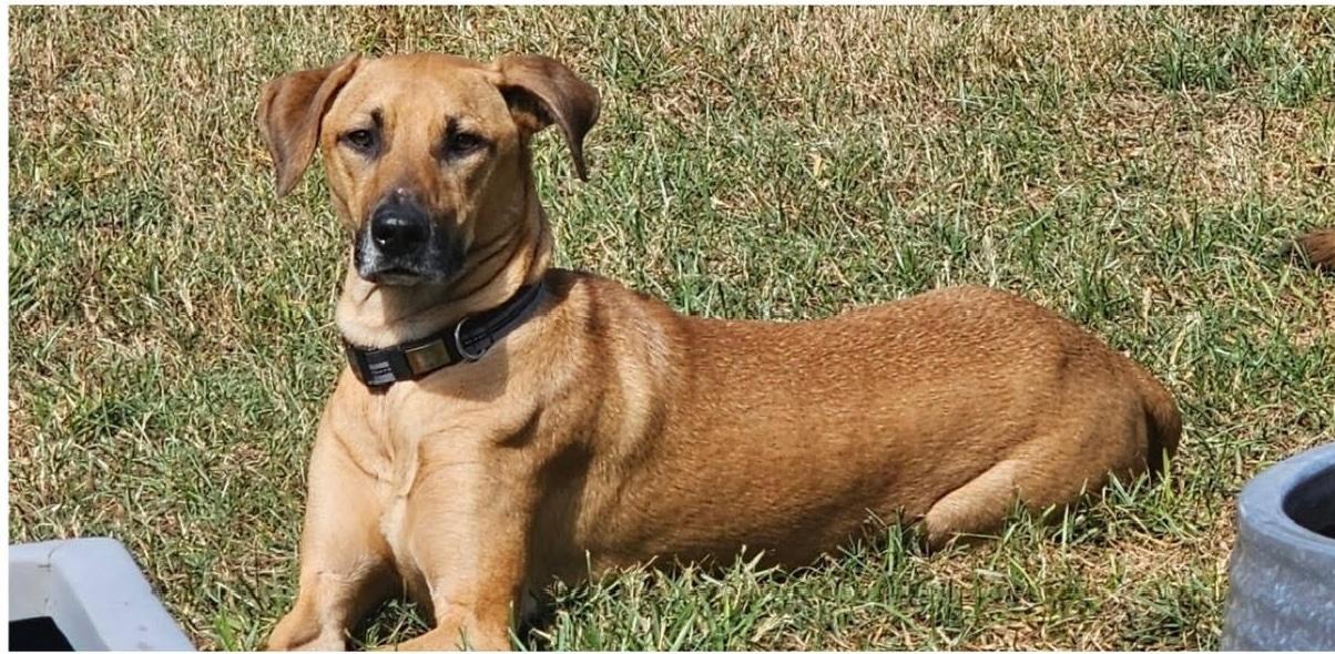 Maddox, a Adoptable mixed breed in Houston, TX image 5/6