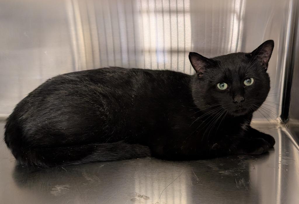 Lila, Adoptable, Adult Male Domestic Short Hair.