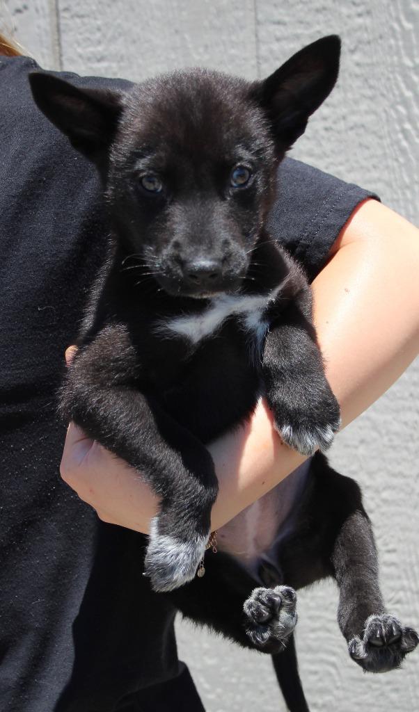 Enlarge Julep, a Adoptable mixed breed in Vacaville, CA image 1/1