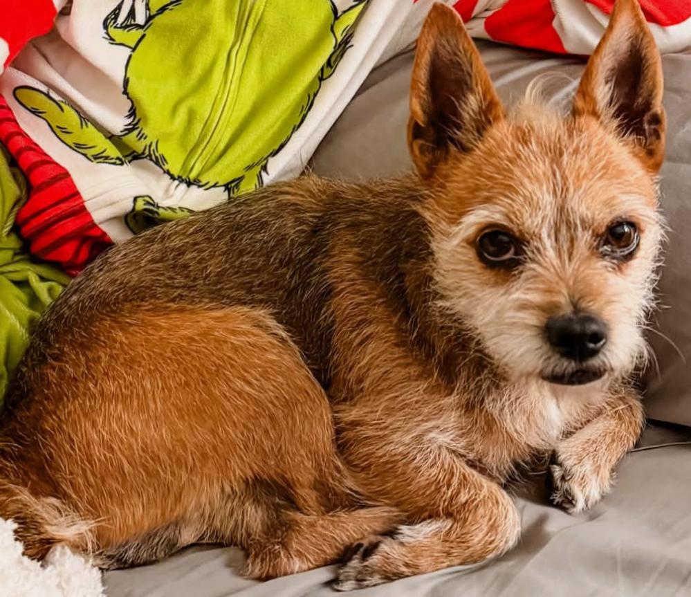 Jaxx, ADOPTABLE, Adult Male Yorkshire Terrier.
