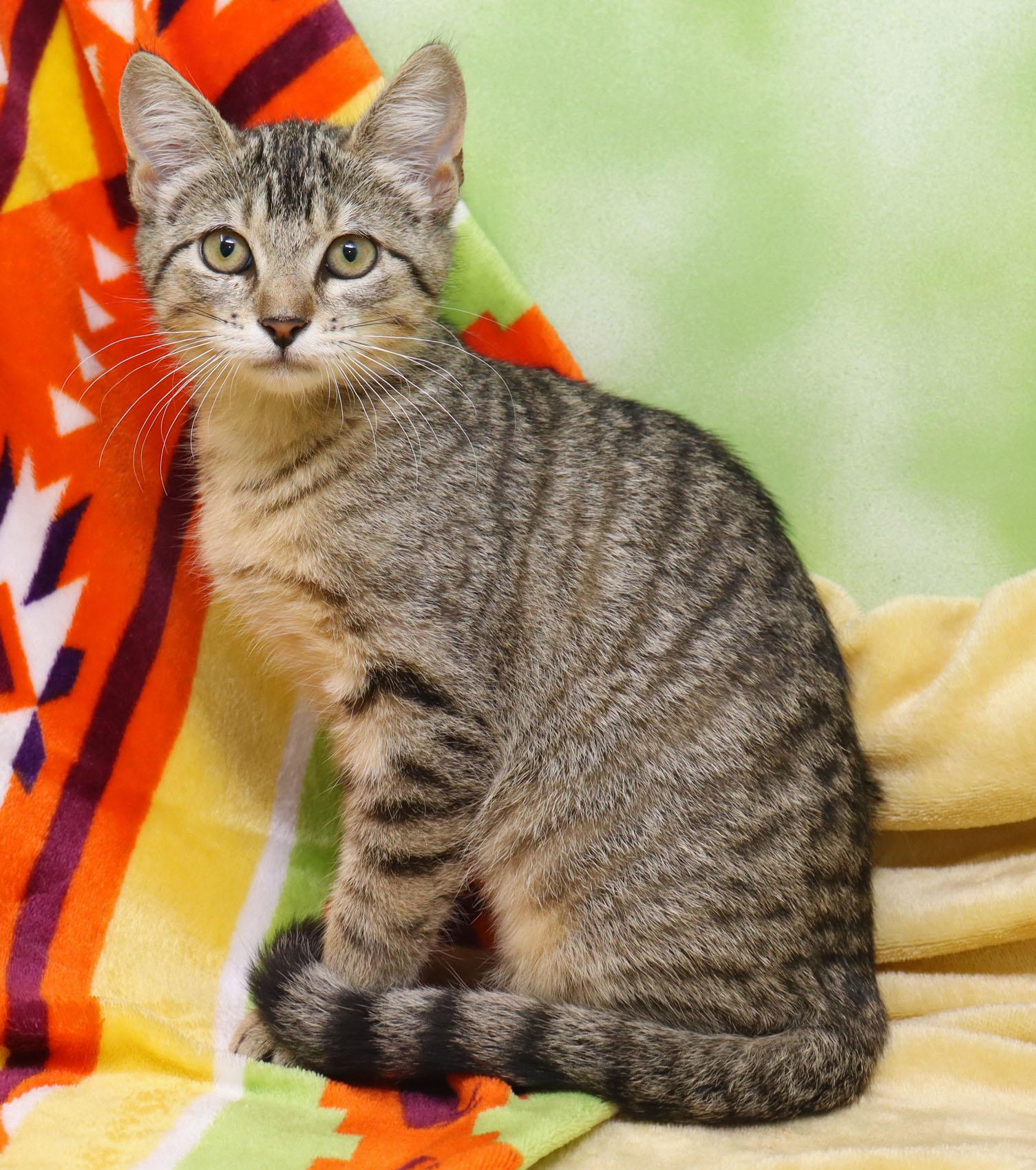 Enlarge Kuri, a ADOPTABLE Domestic Short Hair in Tierra Verde, FL image 3/3