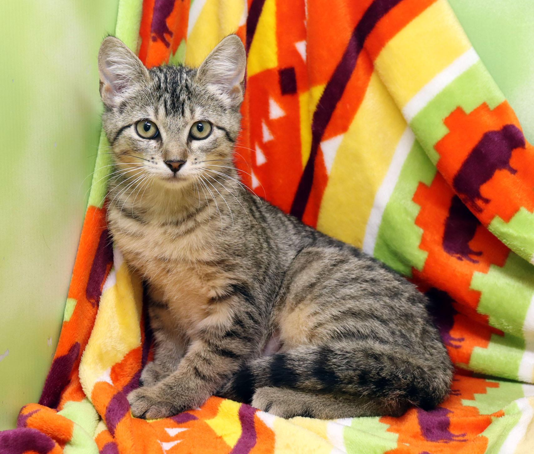 Enlarge Kuri, a ADOPTABLE Domestic Short Hair in Tierra Verde, FL image 2/3