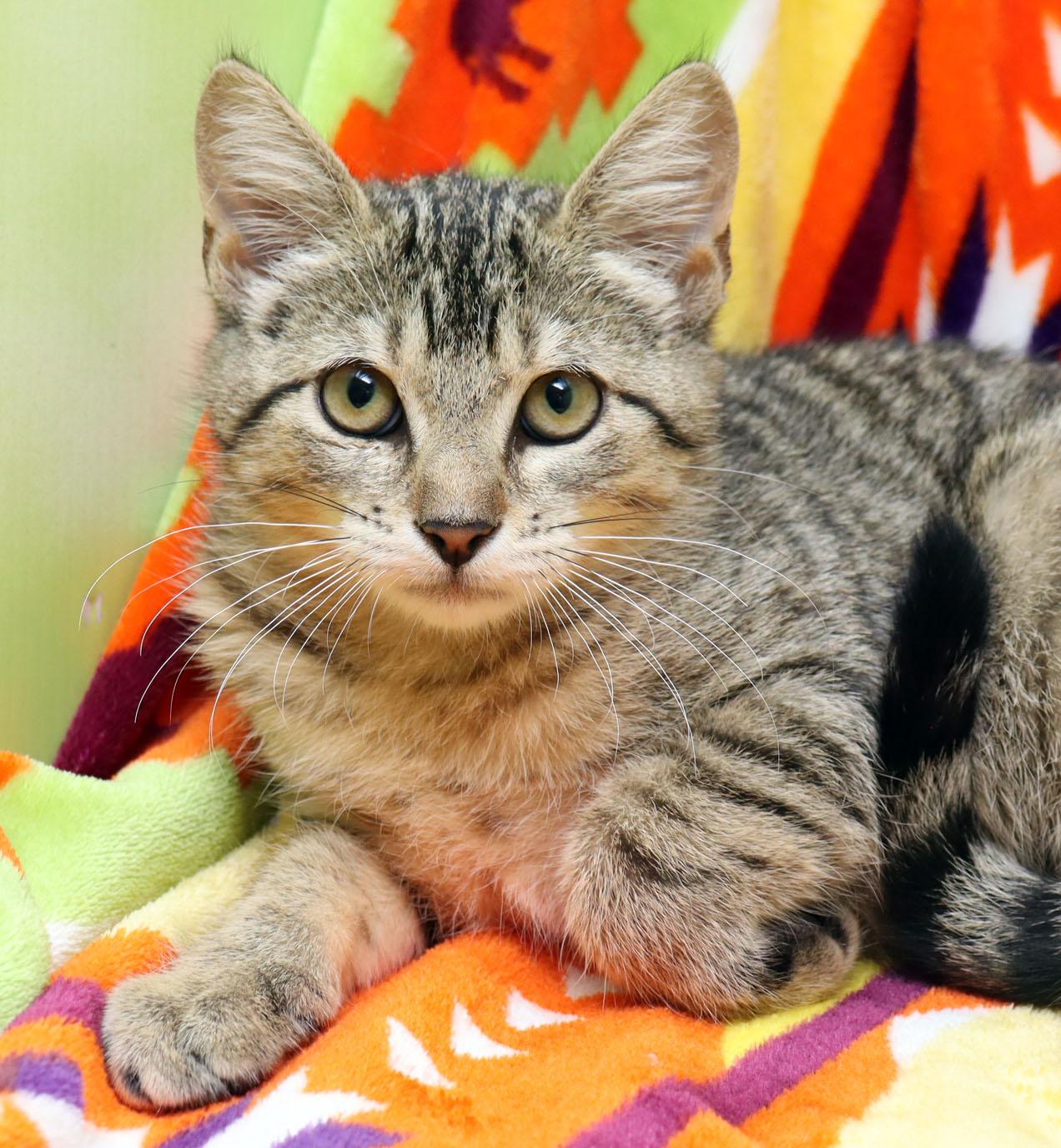 Enlarge Kuri, a ADOPTABLE Domestic Short Hair in Tierra Verde, FL image 1/3