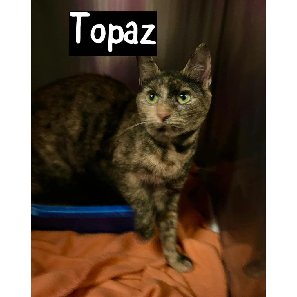 Topaz, Adoptable, Young Female Domestic Short Hair.