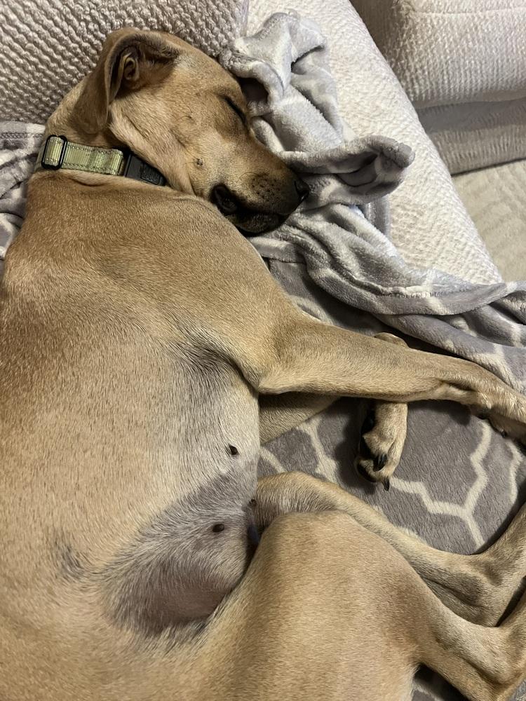 Enlarge Lady C, a Adoptable mixed breed in Lakeland, FL image 1/6