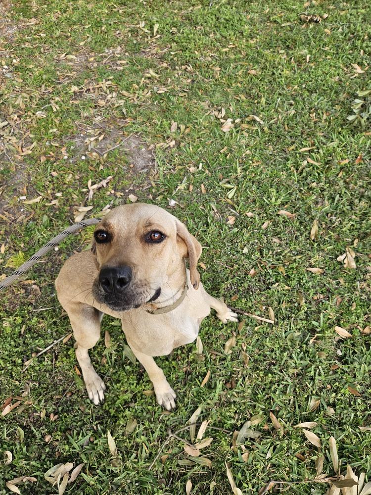 Enlarge Lady C, a Adoptable mixed breed in Lakeland, FL image 2/6