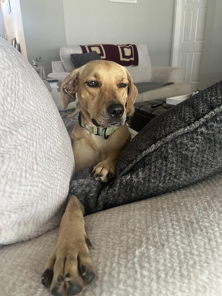 Enlarge Lady C, a Adoptable mixed breed in Lakeland, FL image 3/6