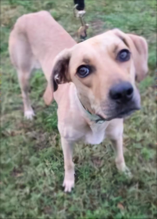 Enlarge Lady C, a Adoptable mixed breed in Lakeland, FL image 4/6