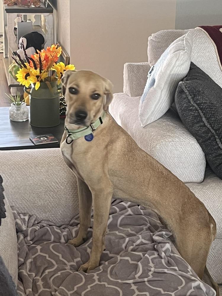 Enlarge Lady C, a Adoptable mixed breed in Lakeland, FL image 5/6