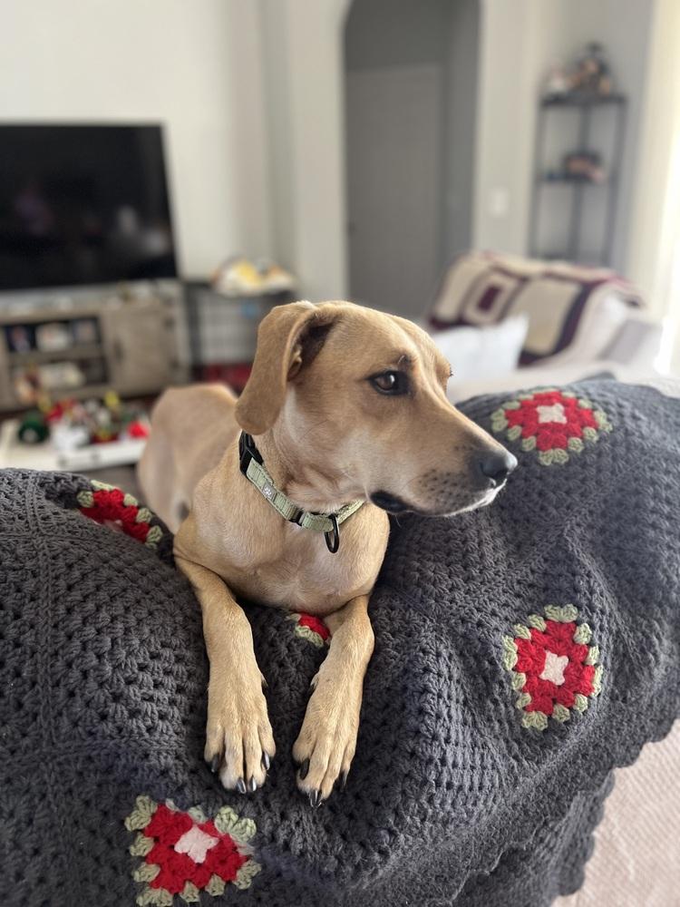 Enlarge Lady C, a Adoptable mixed breed in Lakeland, FL image 6/6