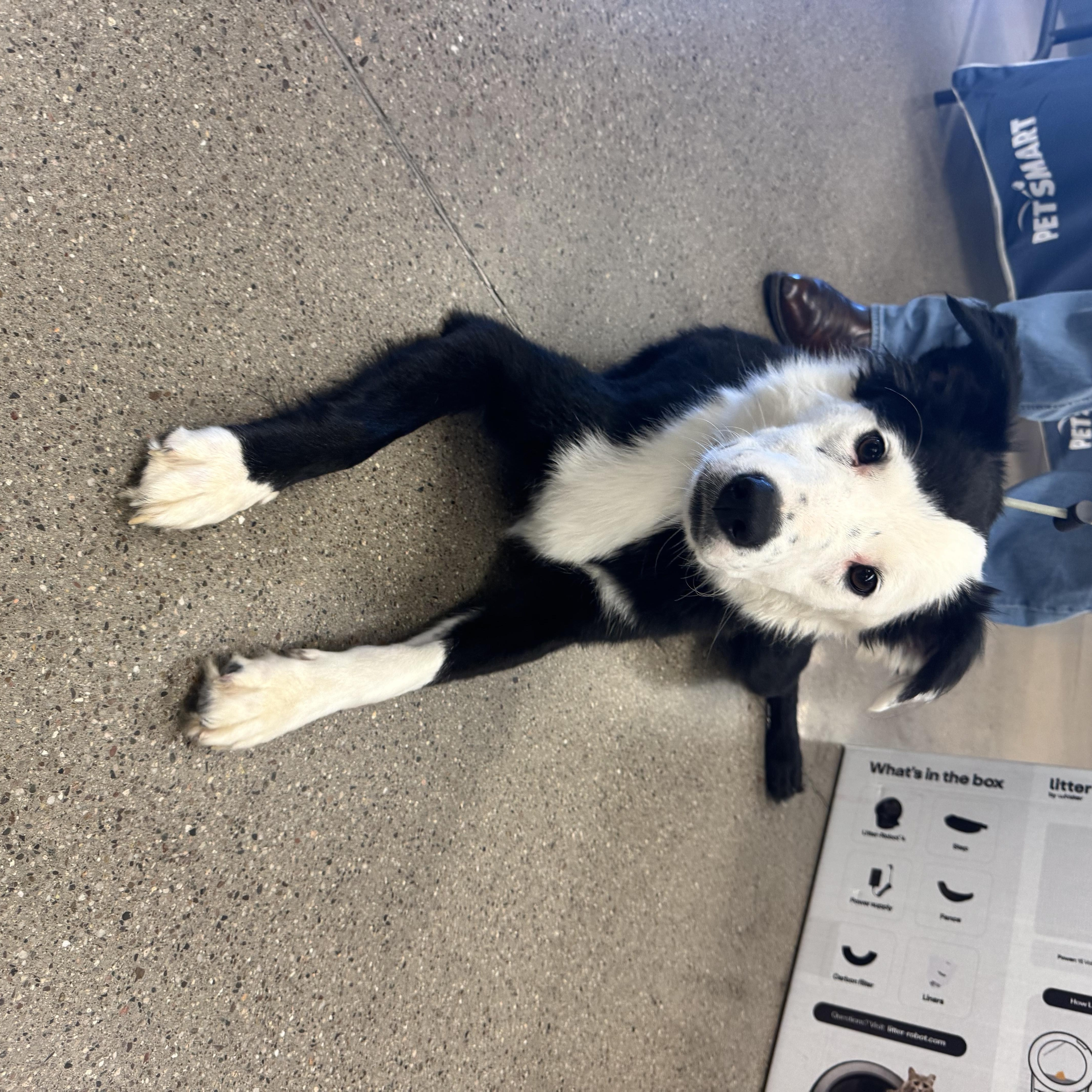 Enlarge Ralphie, a Adoptable Border Collie in San Tan Valley, AZ image 1/2