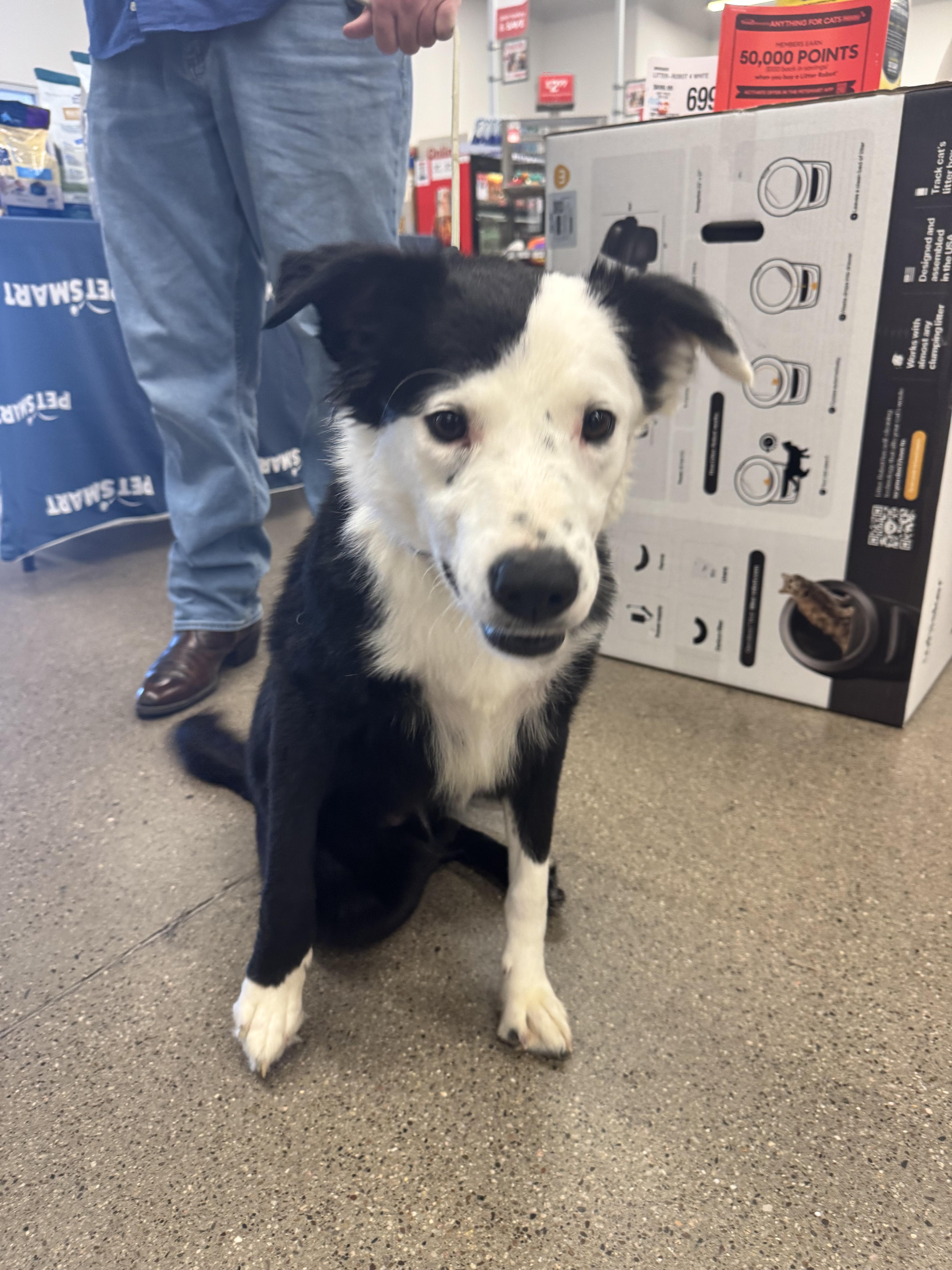 Enlarge Ralphie, a Adoptable Border Collie in San Tan Valley, AZ image 2/2