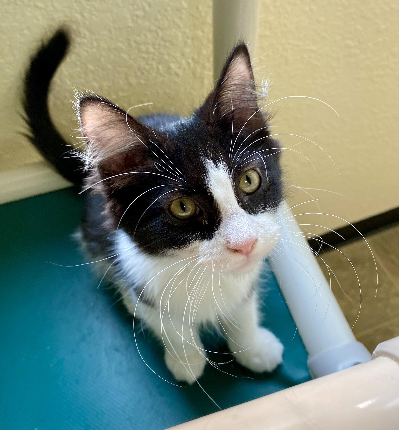 Enlarge Pasta Salad, a Adoptable Domestic Long Hair in Fargo, ND image 1/1