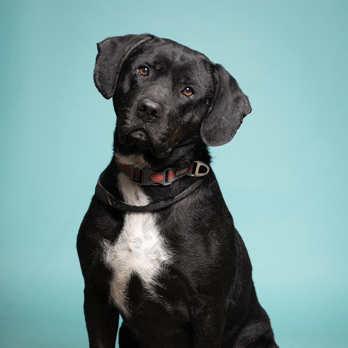 Honey Bun, an adoptable mixed breed in West Jefferson, OH image 1/2