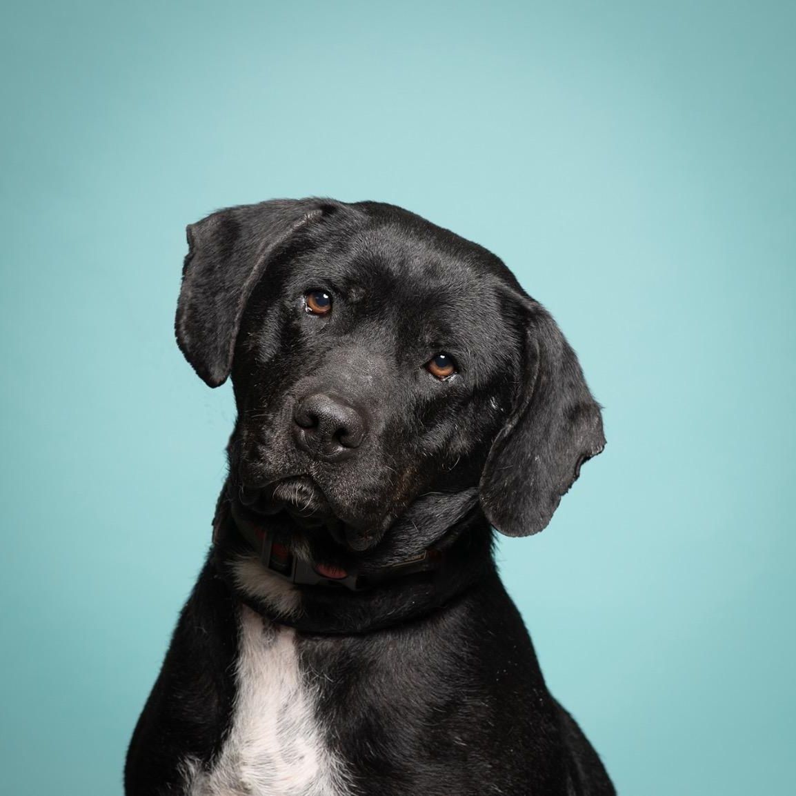 Honey Bun, an adoptable mixed breed in West Jefferson, OH image 2/2