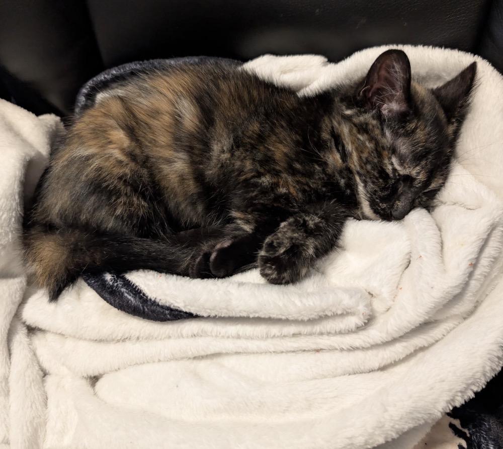 Inferno, a ADOPTABLE Domestic Short Hair in Maineville, OH image 2/3