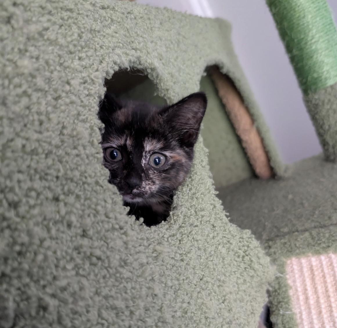 Inferno, a ADOPTABLE Domestic Short Hair in Maineville, OH image 3/3