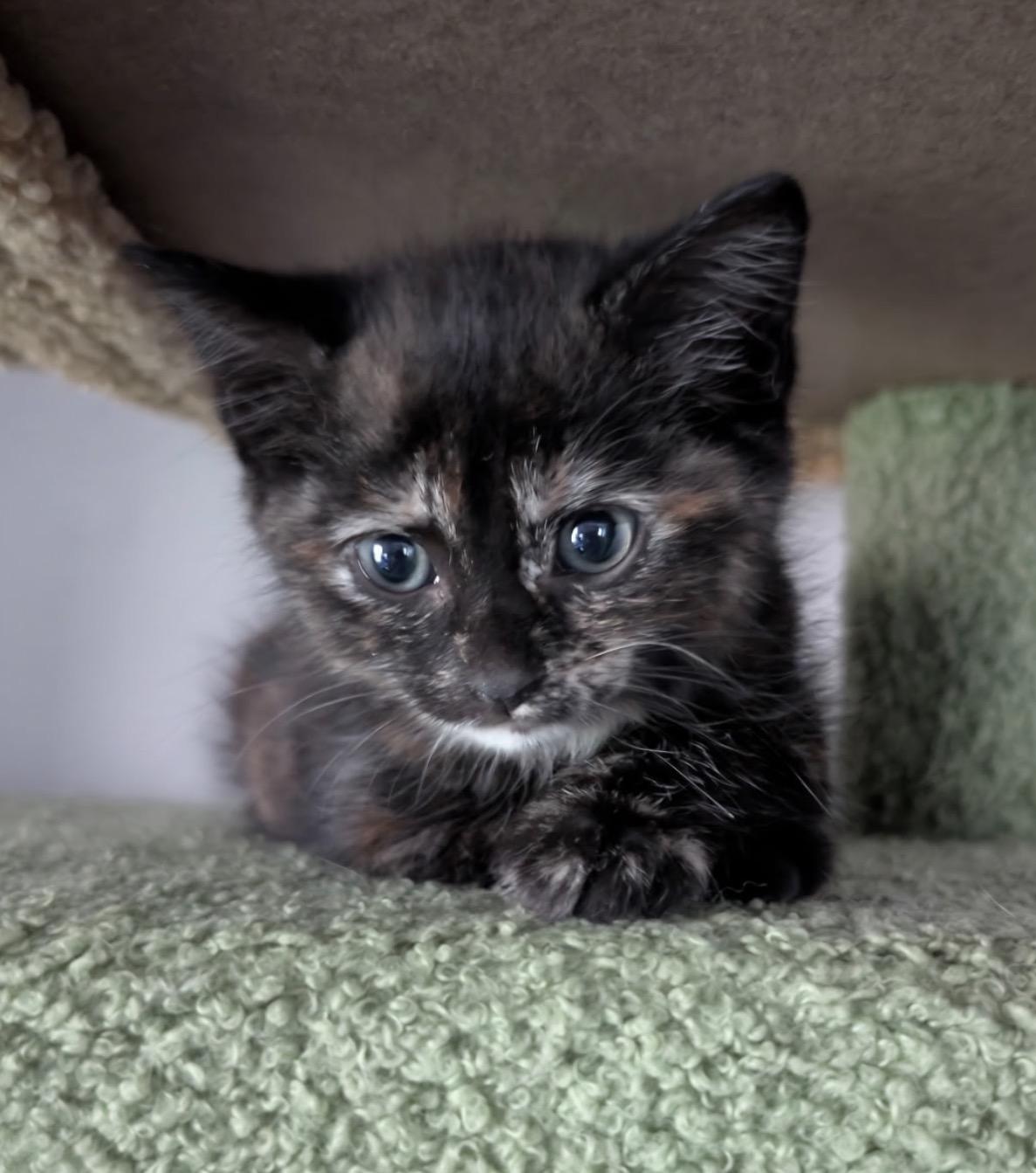 Inferno, ADOPTABLE, Kitten Female Domestic Short Hair.