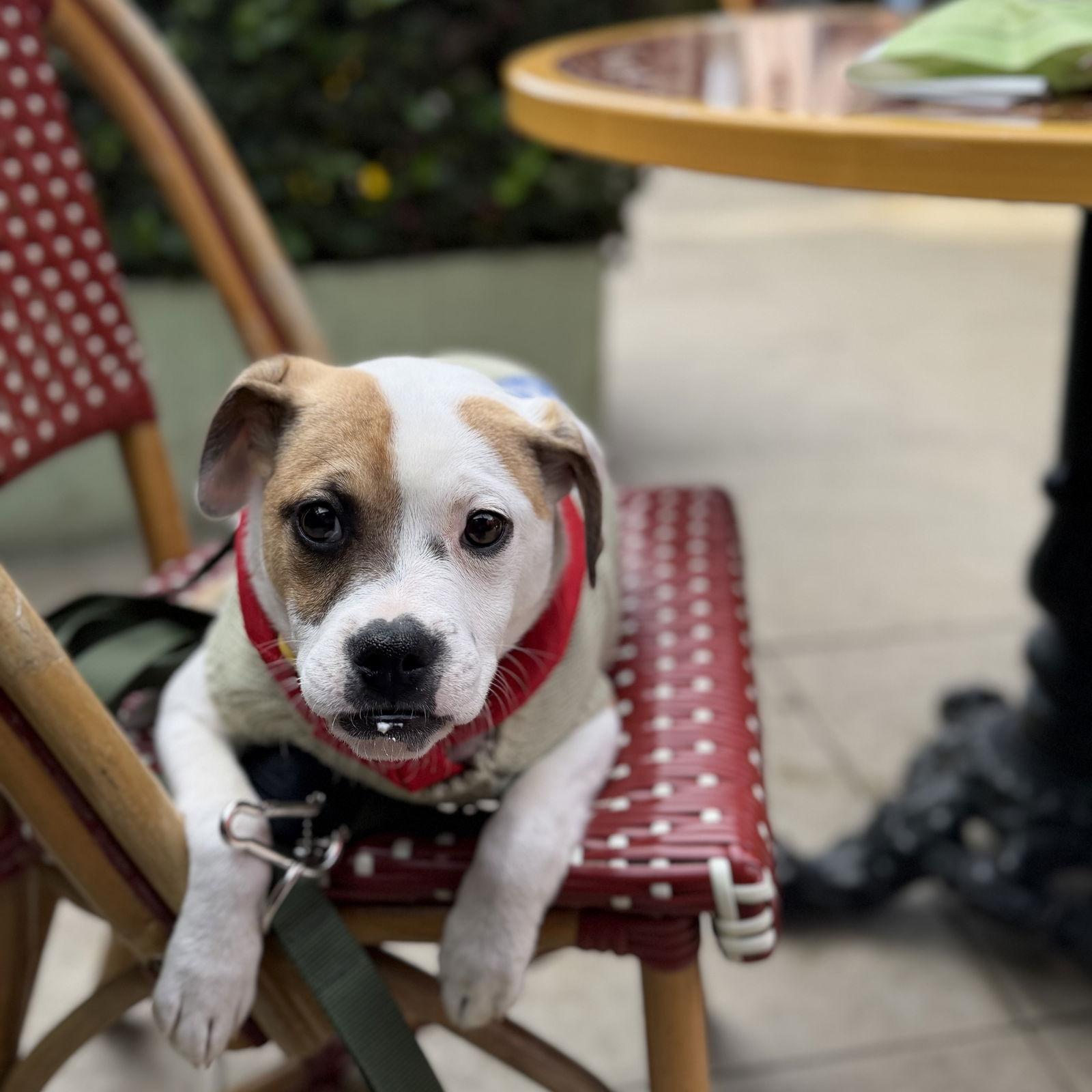 Enlarge Hawkins, a Adoptable Pit Bull Terrier in Oakland, CA image 1/3