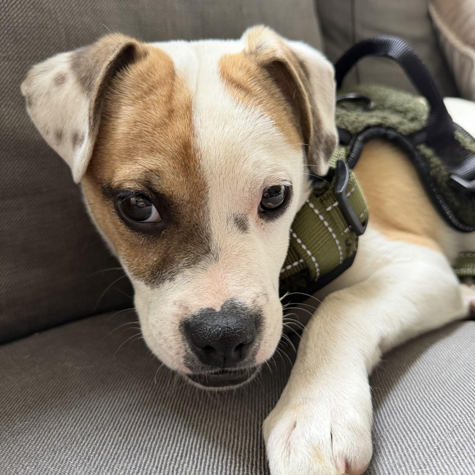 Enlarge Hawkins, a Adoptable Pit Bull Terrier in Oakland, CA image 2/3