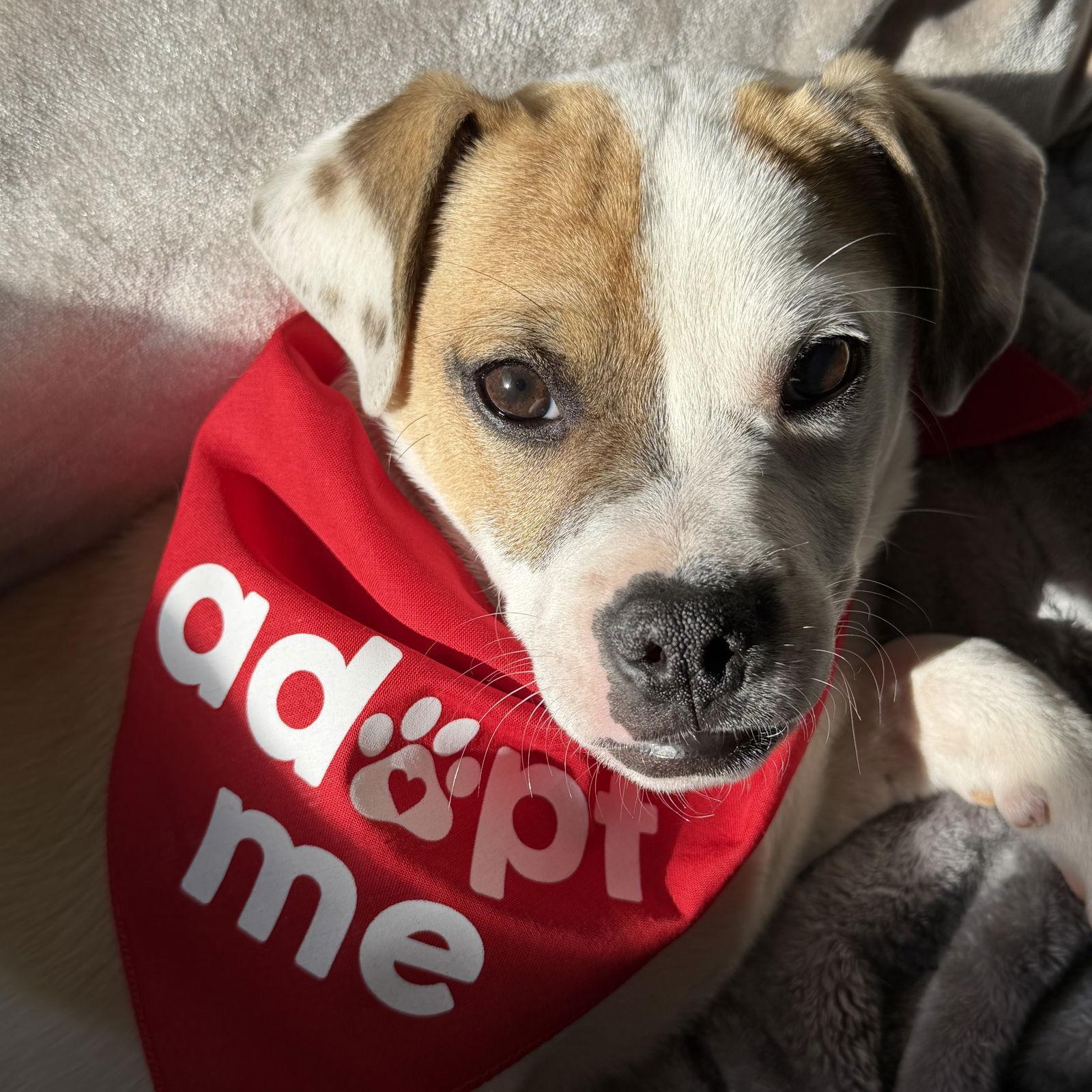 Enlarge Hawkins, a Adoptable Pit Bull Terrier in Oakland, CA image 3/3
