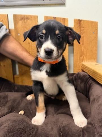 Enlarge Aladdin, a Adoptable Mixed Breed in Lagrange, IN image 1/2