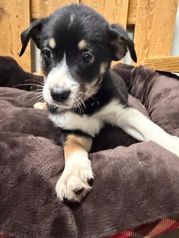 Enlarge Aladdin, a Adoptable Mixed Breed in Lagrange, IN image 2/2