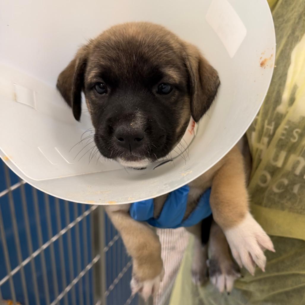 Sunny (Yellow), a Adoptable mixed breed in Chesapeake, VA image 1/3