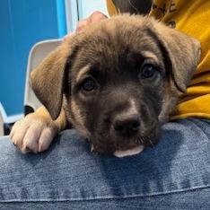 Sunny (Yellow), a Adoptable mixed breed in Chesapeake, VA image 2/3